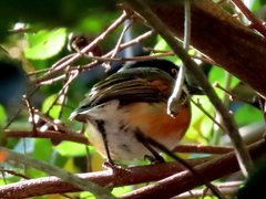 Batis capensis capensis