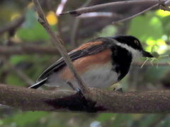 Batis capensis capensis