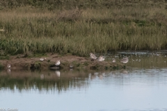 Calidris