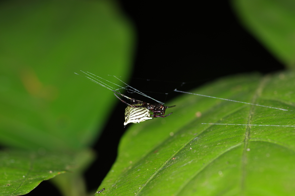 Micrathena hamifera
