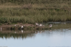 Calidris
