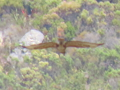 Buteo trizonatus