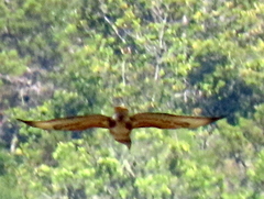 Buteo trizonatus