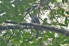 Trogon melanurus