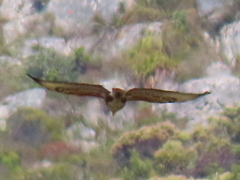 Buteo trizonatus
