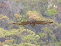 Buteo trizonatus