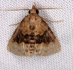 Dyspyralis illocata