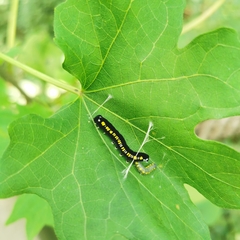 Cyclidia substigmaria