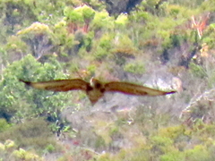 Buteo trizonatus