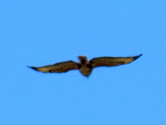 Buteo trizonatus