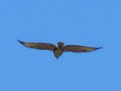 Buteo trizonatus