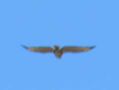 Buteo trizonatus