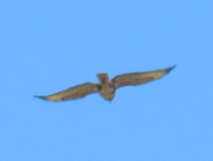 Buteo trizonatus