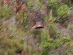 Buteo trizonatus