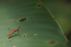 Ricolla quadrispinosa