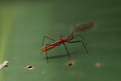 Ricolla quadrispinosa