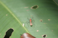 Ricolla quadrispinosa