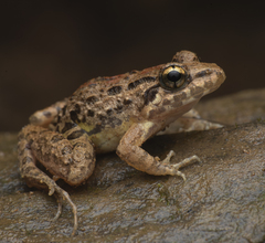 Minervarya syhadrensis