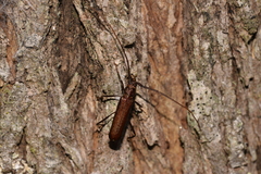 Xystrocera virescens