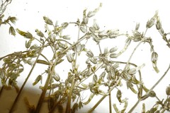 Cerastium brachypodum