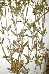 Cerastium brachypodum