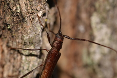 Xystrocera virescens