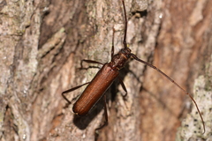 Xystrocera virescens