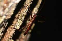 Xystrocera virescens