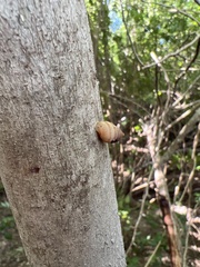 Bulimulus guadalupensis