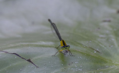 Ischnura pruinescens