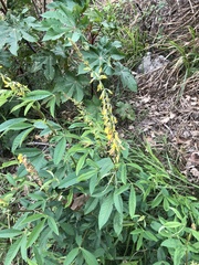 Crotalaria trichotoma
