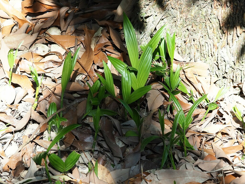 Areca catechu, 台灣台中市