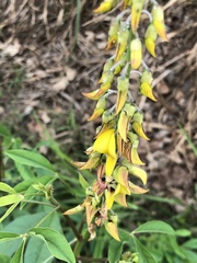 Crotalaria trichotoma