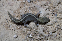 Diplodactylus vittatus