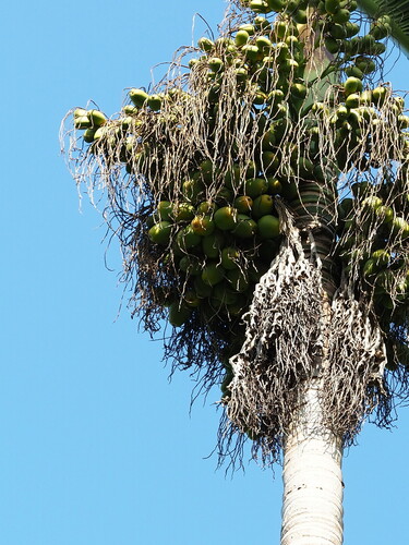 Areca catechu