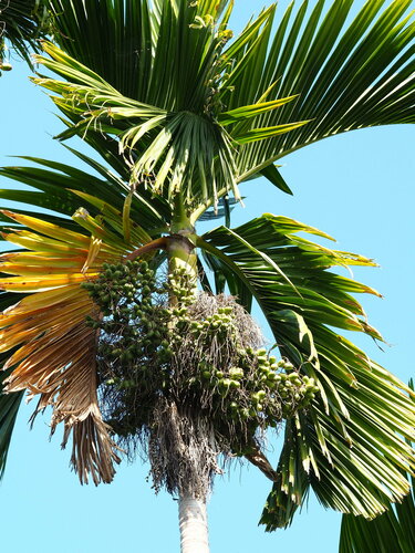 Areca catechu