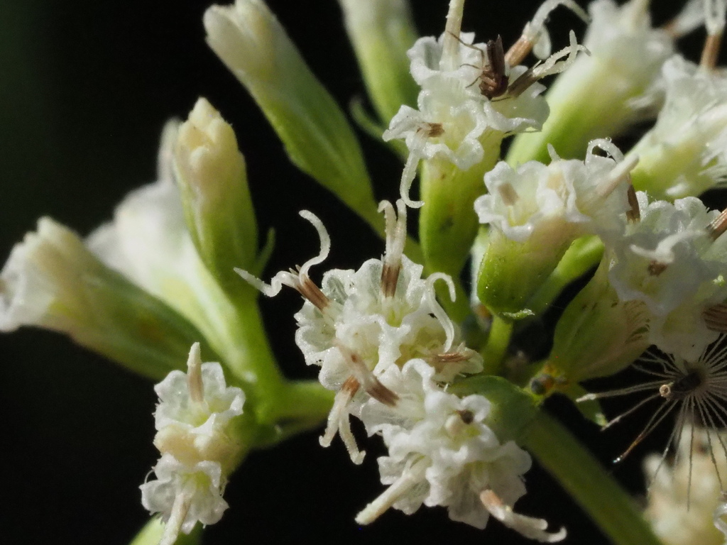Mikania micrantha (Mikania micrantha)