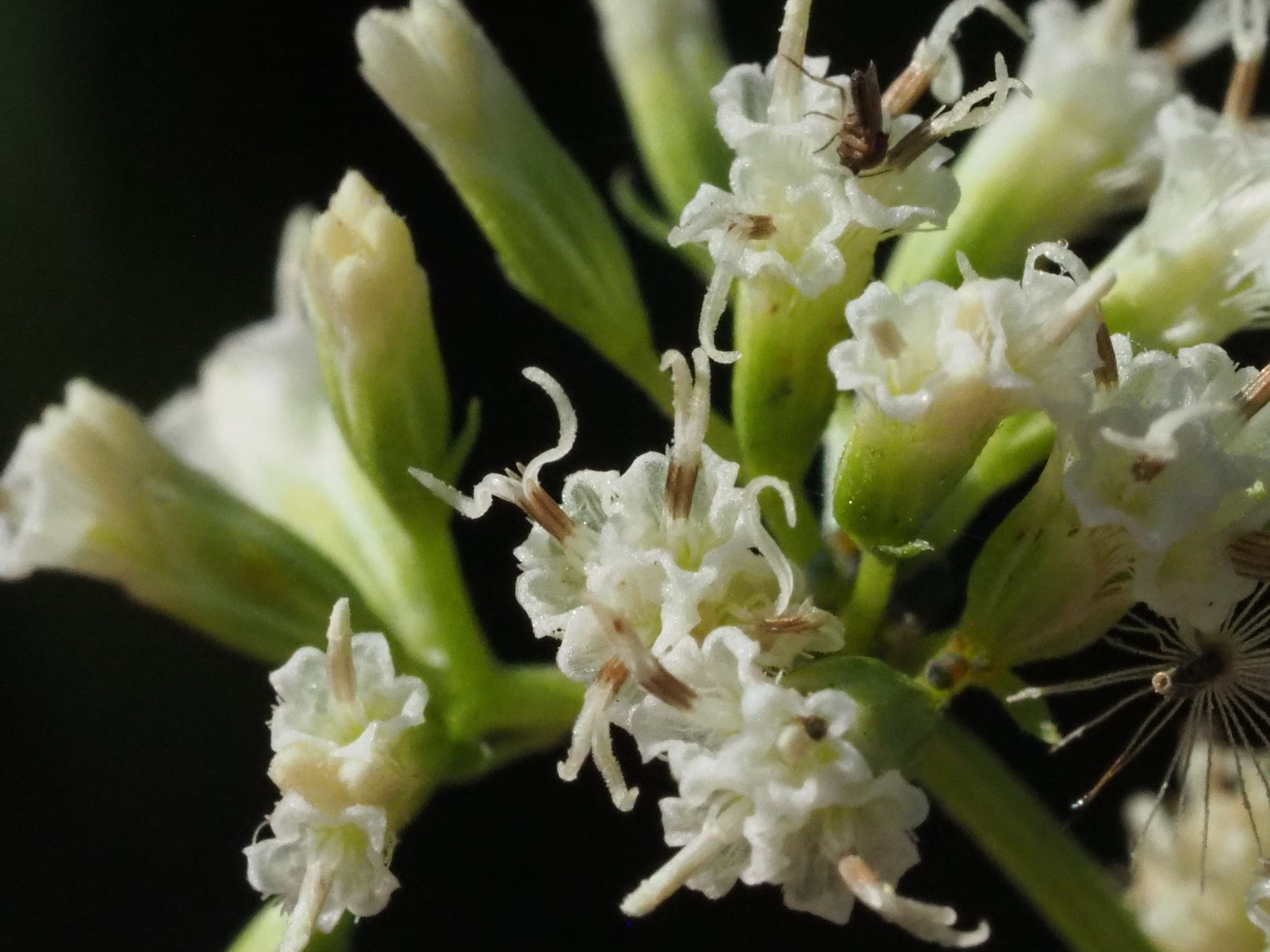 Mikania micrantha