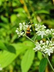 Nemophora paradisea
