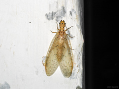 Nevromus testaceus