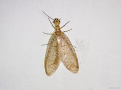 Nevromus testaceus