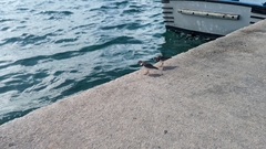 Charadriiformes