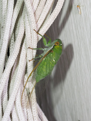 Cicadoidea