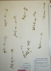 Cerastium brachypodum