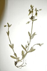 Cerastium brachypodum