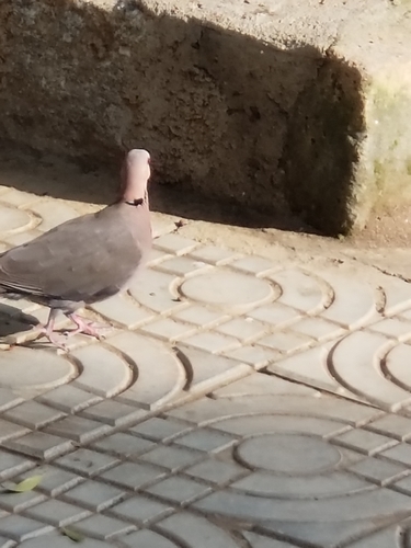 Red-eyed Dove