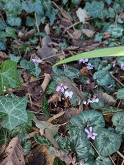 Cyclamen coum