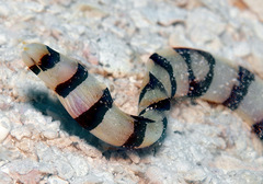 Gymnothorax enigmaticus