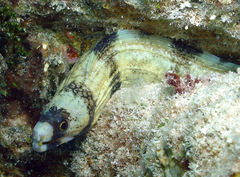 Gymnothorax enigmaticus