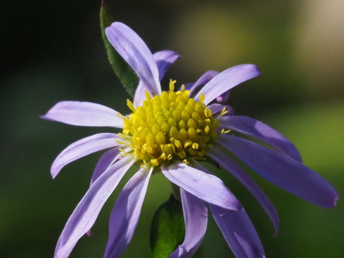 Kalimeris indica